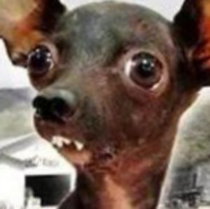 Meet your Posher, Diego